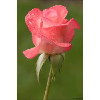 Blooms Pink Rose 